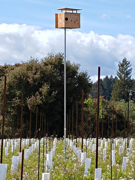 Sonoma County Owl Boxes