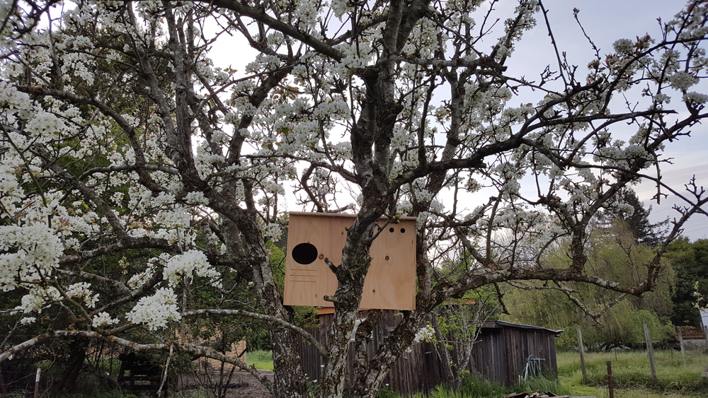 Sonoma County Owl Boxes
